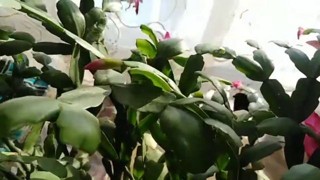 Лето в январе! смотреть онлайн