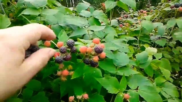 Чёрная малина Ежемалина Ягоды в июле. #малина #ежемалина #сборягод #ягоды #raspberries #berries смотреть онлайн