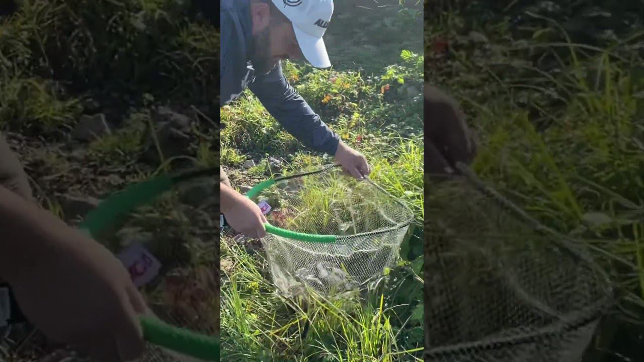 Осенняя рыбалка интересна по своему #рыбалкакстово #лещ #плотва #уклейка смотреть онлайн