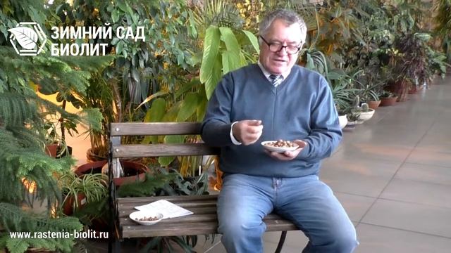 Как вырастить Фундук в Сибири? смотреть онлайн
