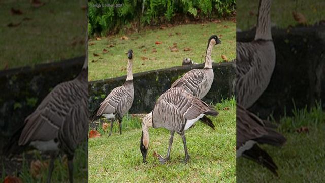 lambkin dwarf cat смотреть онлайн