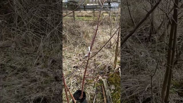 Питомник / Яблоня Белорусское сладкое смотреть онлайн