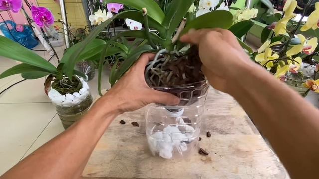 Cách Trồng Phong Lan Không Cần Tưới Có Nhiều Rễ Khoẻ Và Hoa Dồi Dào смотреть онлайн