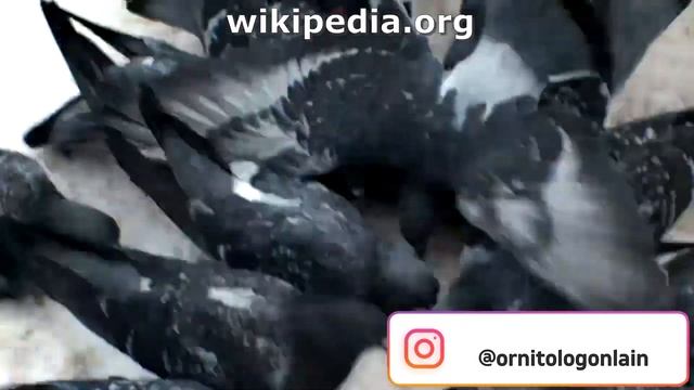 Сизый голубь. Записки ветврача орнитолога. смотреть онлайн