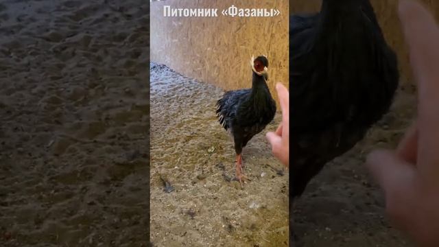 Синий ушастый фазан. Разведение фазанов. смотреть онлайн