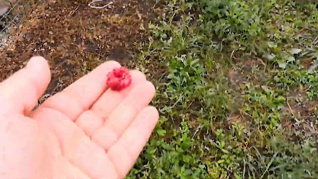 С Молли Собираем Малину и Убираем На Улице