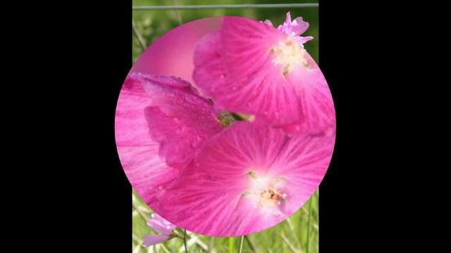 СИДАЛЬЦЕЯ  (SIDALCEA)  сем. Мальвовые