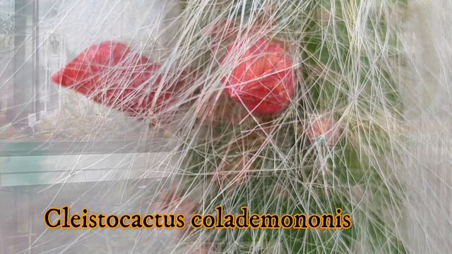 My Cactus & Succulent Flowers - Highlights JUNE '22 #cactusbloom #cactusflower #cacti #succulentcar