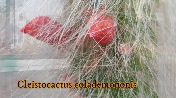 My Cactus & Succulent Flowers - Highlights JUNE '22 #cactusbloom #cactusflower #cacti #succulentcar