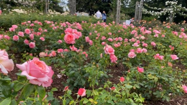 Розы. Цветение Роз Queen Mary’s Rose Garden London Часть 1 смотреть онлайн