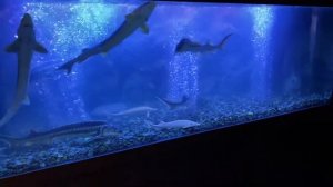 Аквариум для живой рыбы в магазин ресторан для продажи осетра карпа форели