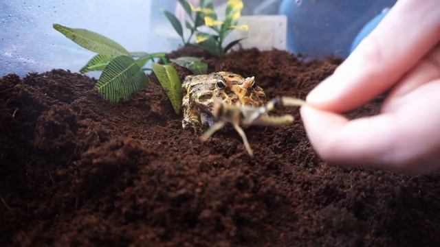 I got Pacman Frogs смотреть онлайн