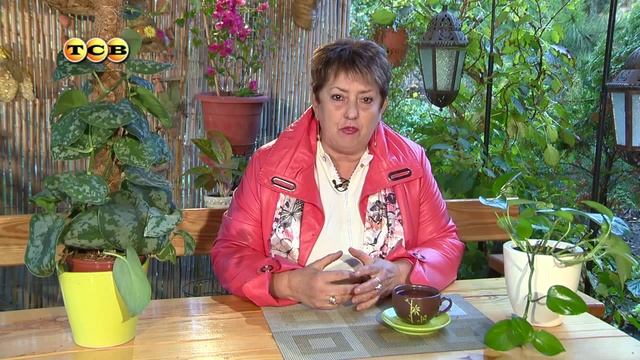 Комнатное растение Сцинапсус или Эпипремнум: как правильно ухаживать и размножать смотреть онлайн