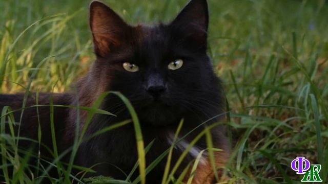 - Зачем люди заводят кошек? Этих тварей, которые не дают другим жить спокойно? – женщина вздрогнула смотреть онлайн