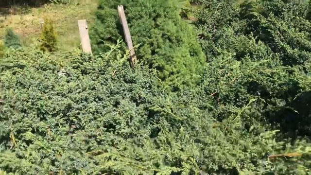 Моя любимая дача 2 июня 2018 г. Мои хосты. Розы. Пузыреплодник Diablo зацветает. смотреть онлайн