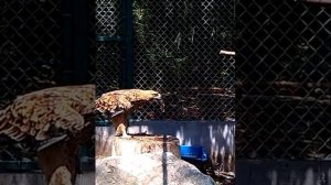 Как беркут ест свою добычу