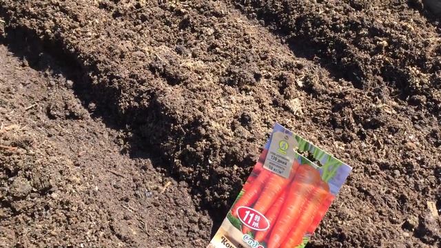 Мой способ посадки моркови