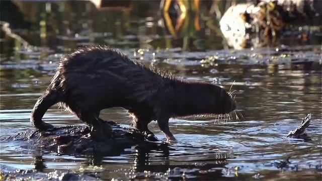 Американская норка и вода. American mink and water. смотреть онлайн