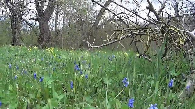 Грибы и кулинария