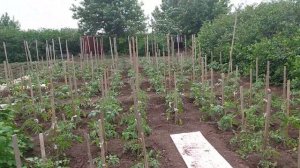 1 июня 2021 г.Не большой обзор по даче.