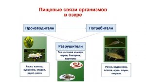Тема 23. Пресноводная экосистема — озеро