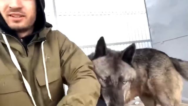 Самый большой волк на планете Канадский волк смотреть онлайн