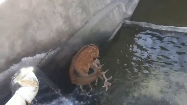 Пятнистый олень(Ереванский зоопарк) смотреть онлайн