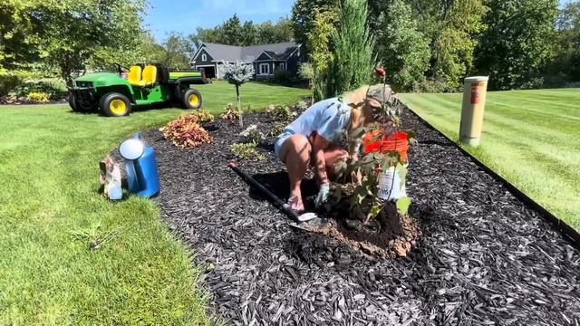 Real Life Gardening: Planting Holy Grail Hibiscus, Phlox, Lambs Ear & Caramel Heuchera in the Lane смотреть онлайн