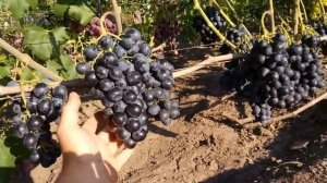 ВИНОГРАД ШАРАДА UA 2018