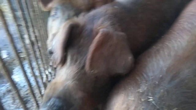 Голодные свиньи породы Дюрок смотреть онлайн