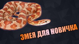 СОДЕРЖАНИЕ МАИСОВОГО ПОЛОЗА / ЗМЕЯ ДЛЯ НАЧИНАЮЩИХ ТЕРРАРИУМИСТОВ