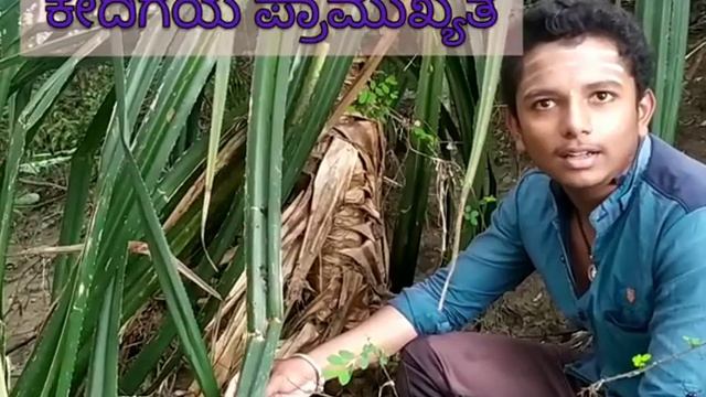 Importance of pandanus plant смотреть онлайн