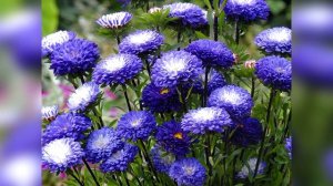 Красивые и неприхотливые ОДНОЛЕТНИКИ, которые будут цвести все лето