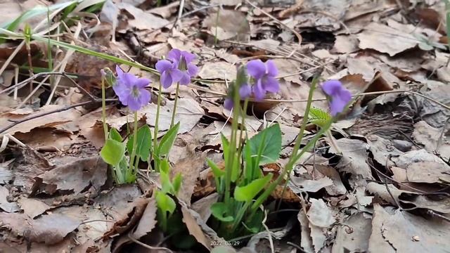Лесные фиалки и не только смотреть онлайн
