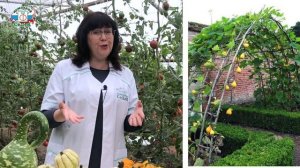 ТЫКВА ДЕКОРАТИВНАЯ - Как вырастить декоративную тыкву