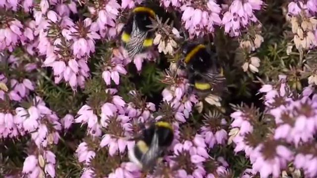 Liebeserklärungen "Sterne pflücken" Panflöte und Piano смотреть онлайн