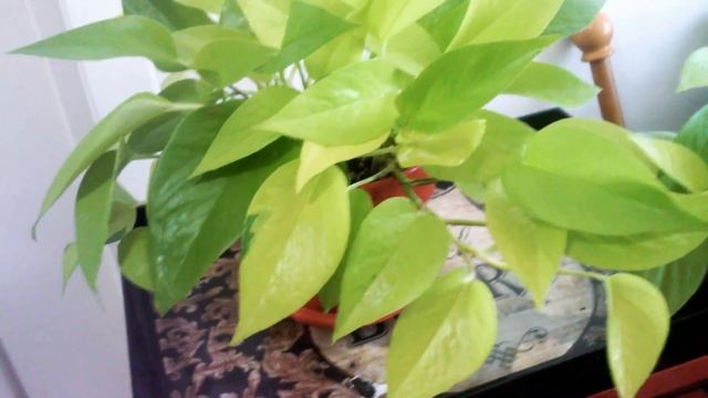 EPIPREMNUM AUREUM(NEON POTHOS)❤