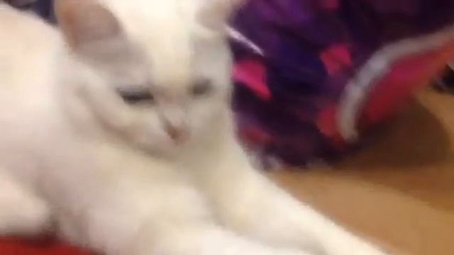 САМАЯ МИЛАЯ КОШКА В МИРЕ смотреть онлайн