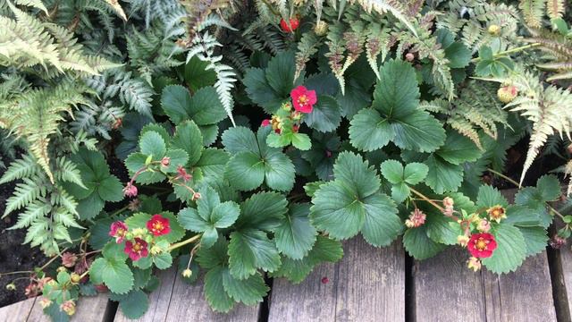 Земляника смотреть онлайн