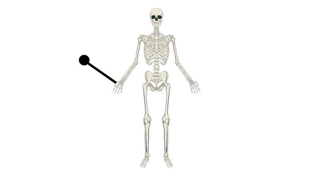 Bones for Kids | Learn about the Skeletal System for Kids смотреть онлайн
