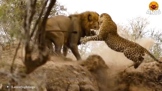 100 Angry Baboons Attack A Leopard When Entering Their Territory, What Happens Next? | Animal Fight смотреть онлайн