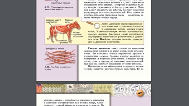 Биология (Л.Н.Сухорукова) 5-6к §25 Мышечная и нервная ткани животных смотреть онлайн
