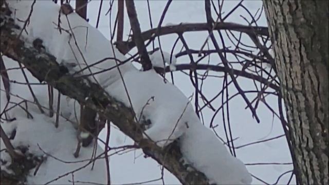 Ворона ))) смотреть онлайн