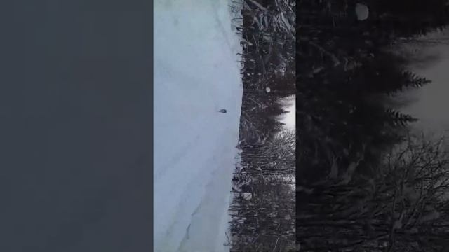 Волк на просёлочной дороге. смотреть онлайн