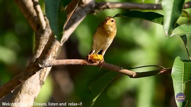 ? Успокаивающая музыка для нервов ? лечебная музыка для сердца, релакс, музыка для души смотреть онлайн