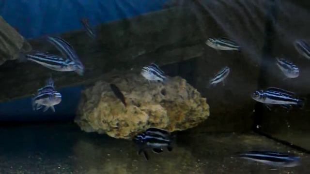 Melanochromis maingano смотреть онлайн