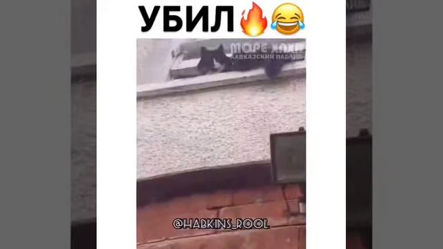 Самый страшный кот ? смотреть онлайн