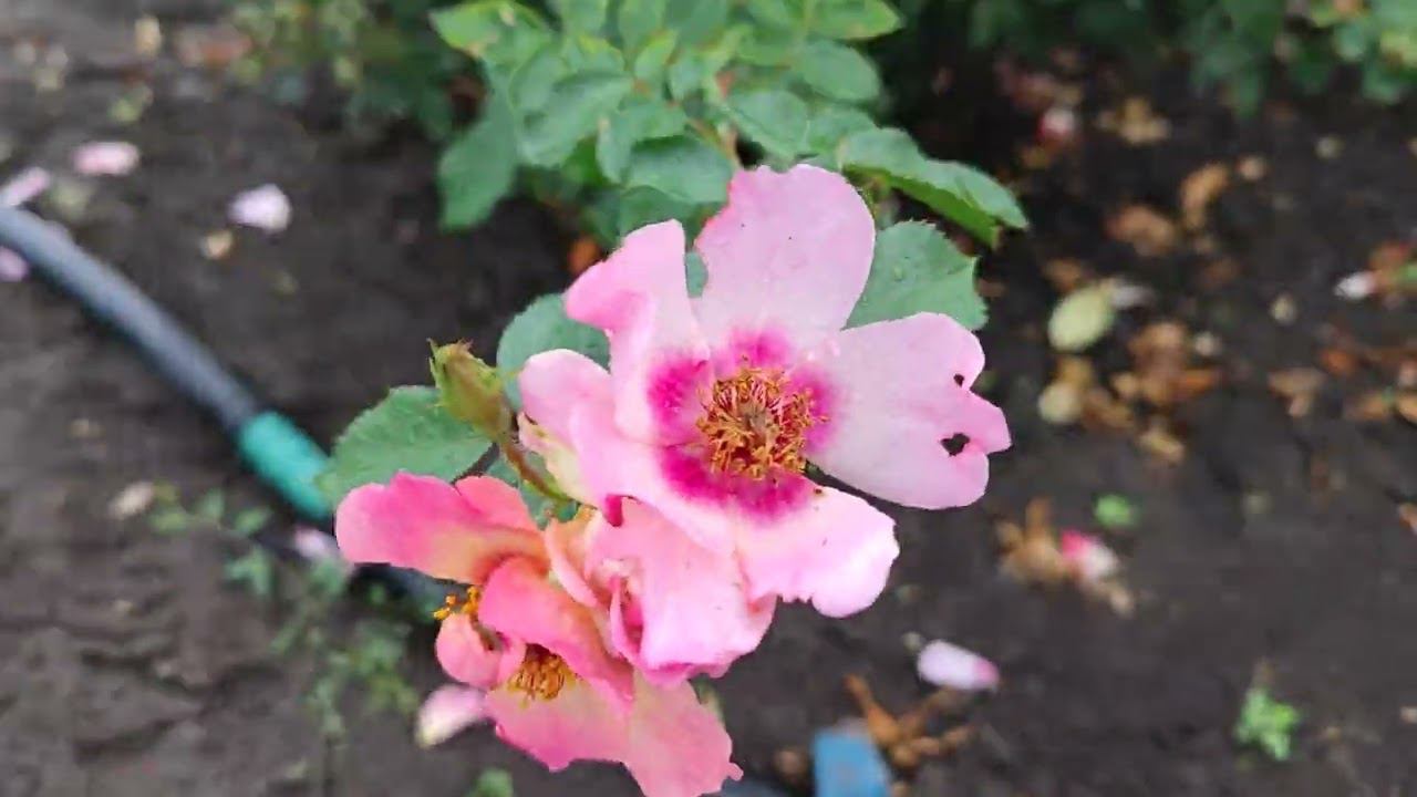 Доброго дня! саженцы роз в нашем семейном питомнике rose-bushes.ru Благодарим за интерес) смотреть онлайн