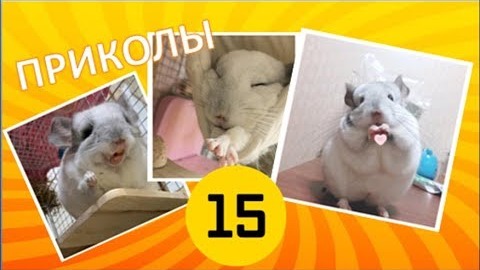 Лучшие приколы про ШИНШИЛЛ! Смешные ШИНШИЛЛЫ! Funny Chinchillas❤#15