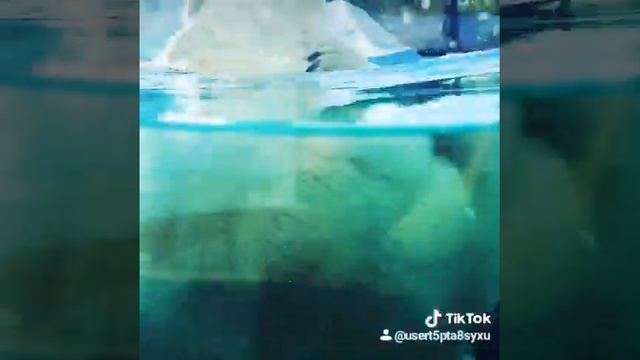 Белый медведь ! смотреть онлайн